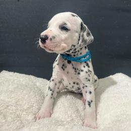 Boy Light blue - Dalmatian puppy from dreamz_dalmatianz101