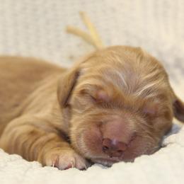 Yellow Girl - Golden female Golden Retriever puppy in Landrum, South Carolina from Golden Dreams