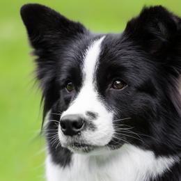 Vicky - Border Collie