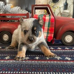 Queen Boy 4 - Blue speckled male Australian Cattle Dog puppy in Monroe, Louisiana from The Sweet Kennels