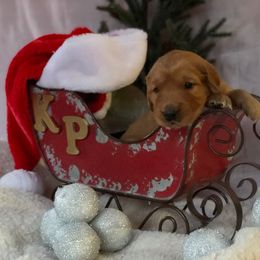 Golden Retriever Puppies from KP Golden Retrievers