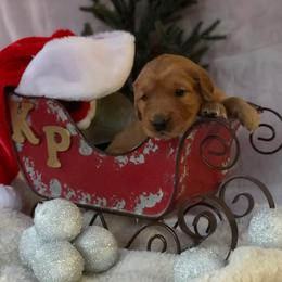 Golden Retriever Puppies from KP Golden Retrievers
