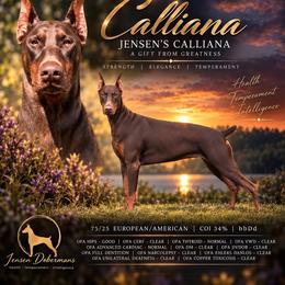 Calliana - Doberman Pinscher