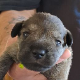 Boy 1 - Salt and pepper male Miniature Schnauzer puppy in Raymond, Washington from Springs Miniature Schnauzers