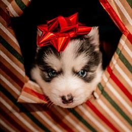 Cumberland - Black and white male Pomsky puppy in Mc Callsburg, Iowa from SZ Rolling Acres LLC