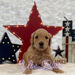 Goldendoodle Puppies from Jeremy Dafoe