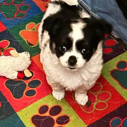Lucy - Black and white female Chihuahua puppy in Red Bluff, California from Aye Chihuahua