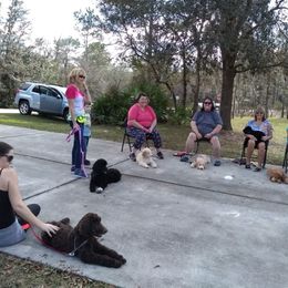 Poodle Puppies from Deborah Busch Poodles