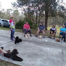 Poodle Puppies from Deborah Busch Poodles