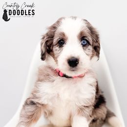 Margo - female Australian Mountain Doodle puppy in Tipton, Indiana from Country Creek Doodles