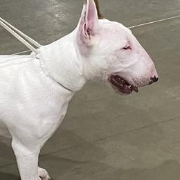 Bull Terrier puppies from Deslynn Bull Terriers
