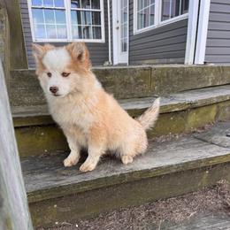 Melody - Red and white female Pomsky puppy in Bucyrus, Missouri from Hill Top Pomskies