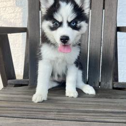 Daisy - Black and white female Pomsky puppy in Henderson, Kentucky from Paris Pomskies