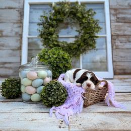 Bacon - Liver and white female English Springer Spaniel puppy in Henderson County, North Carolina from Roan Creek Kennels
