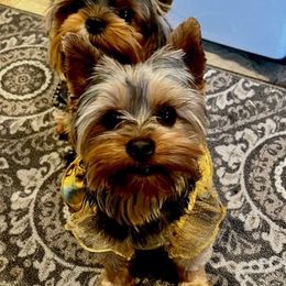 Yorkshire Terriers from Campocalipups