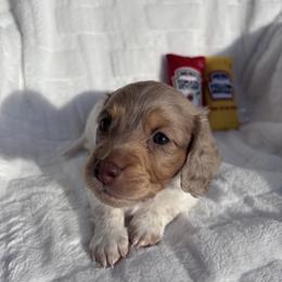 Dachshund Puppies from WienerDoxieQuad