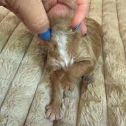 Lucy - Red  female Goldendoodle puppy in Lexington, North Carolina from Southern Grace Acres