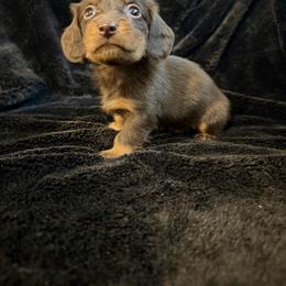 Dachshund Puppies from Southern Paws Dacshunds