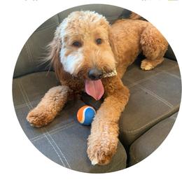 Rose - Red  female Goldendoodle puppy in Auburn, Indiana from Martin’s Doodles