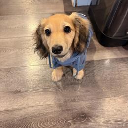 Dachshund Puppies from Northwest Dachshunds