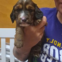 Stanley - Red male Dachshund puppy in Fruita, Colorado from 3 B's Breeding