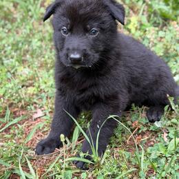 Truffles - Sable female German Shepherd puppy in Ashland, Alabama from CzechDDR