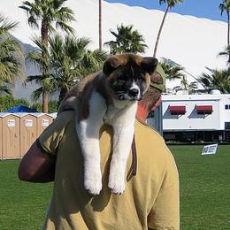 Akita from SunDevil Akitas