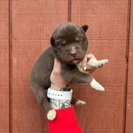 Green - Red and white male Siberian Husky puppy in Jonesborough, Tennessee from Dry Creek Siberians