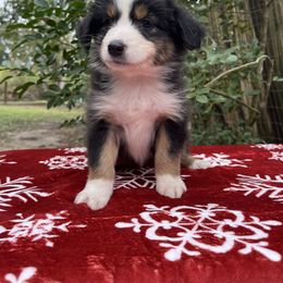 Onyx - Black tri-color female Australian Shepherd puppy in Alvin, Texas from Oasis Australian Shepherd