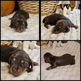 Chocolate - Chocolate and cream female Dachshund puppy in Panama City Fl, Florida from Southern Bliss Doxies