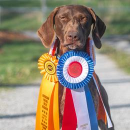 Spyro - German Shorthaired Pointer