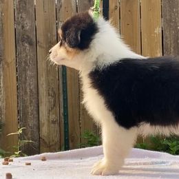 Australian Shepherds and Smooth Fox Terriers from KamaKris Kennel