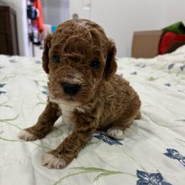 Girl 1 - Red  female Poodle puppy in Miami, Florida from Sakura Poodles