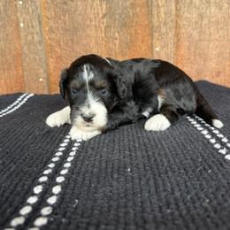 Raider - Black tri-color male Aussiedoodle puppy in Eastland, Texas from H5 Mini Doodles
