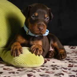 Cannon - Red and rust male Doberman Pinscher puppy in Overton, Texas from Obsidian Kennel