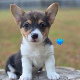 R5 - Black and tan male Pembroke Welsh Corgi puppy in Jacksonville, Texas from ArmnalegRanch LLC