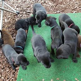 Labrador Retrievers from James' Labrador Retrievers