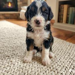 Flash - Tri-color male Bernedoodle puppy in Cape Fair, Missouri from Flat Creek Bernedoodles