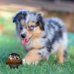 Chessie - Blue merle female Miniature American Shepherd puppy in Granbury, Texas from Best Little Aussies