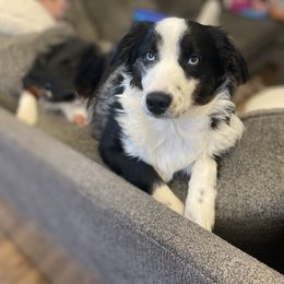 Rainier - Miniature Australian Shepherd