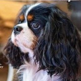 Klinger - Cavalier King Charles Spaniel