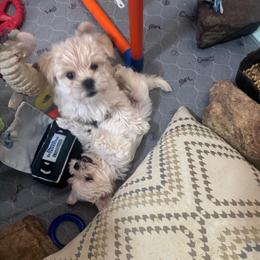Milo - White and tan male Morkie puppy in Taylorsville, North Carolina from Mountain Top Hot Tailz