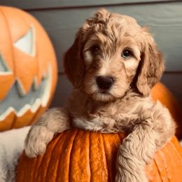 Goldendoodles and Sheepadoodles from Peak Pups