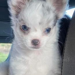 Chihuahua and Chinese Crested Puppies from Western Kentucky Chihuahua’s and Chinese Crested’s