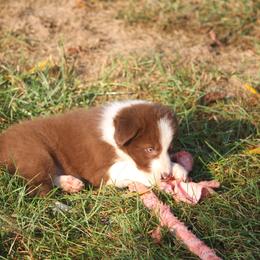 Border Collie, English Setter, and Miniature American Shepherd Puppies from First Harmony Farms