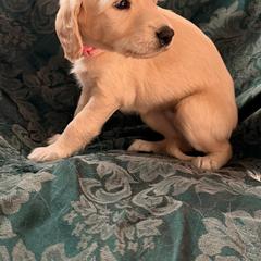 Pink Girl - Adita - Cream female Saluki puppy in Los Angeles, California from Srinagar Salukis
