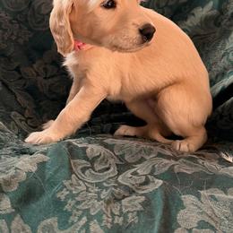 Pink Girl - Adita - Cream female Saluki puppy in Los Angeles, California from Srinagar Salukis