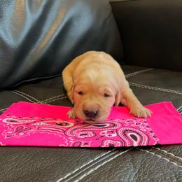Pink - Golden female Golden Retriever puppy in Lake City, Minnesota from Windcliff Goldens