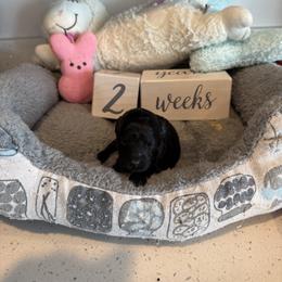 Poodle puppies from Caloosa Toy Poodles