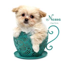 Nessa - Cream female Mi-Ki puppy in Elizabeth, Colorado from Royal T Mi-Kis